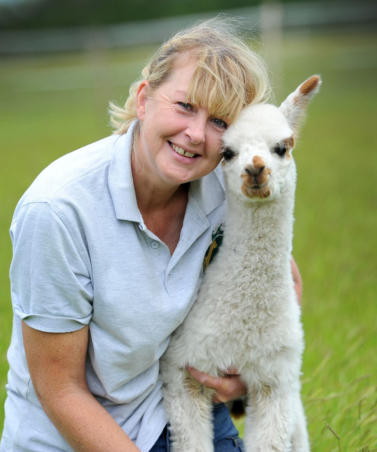 Baby alpacas arrive at Albrighton farm | Express & Star