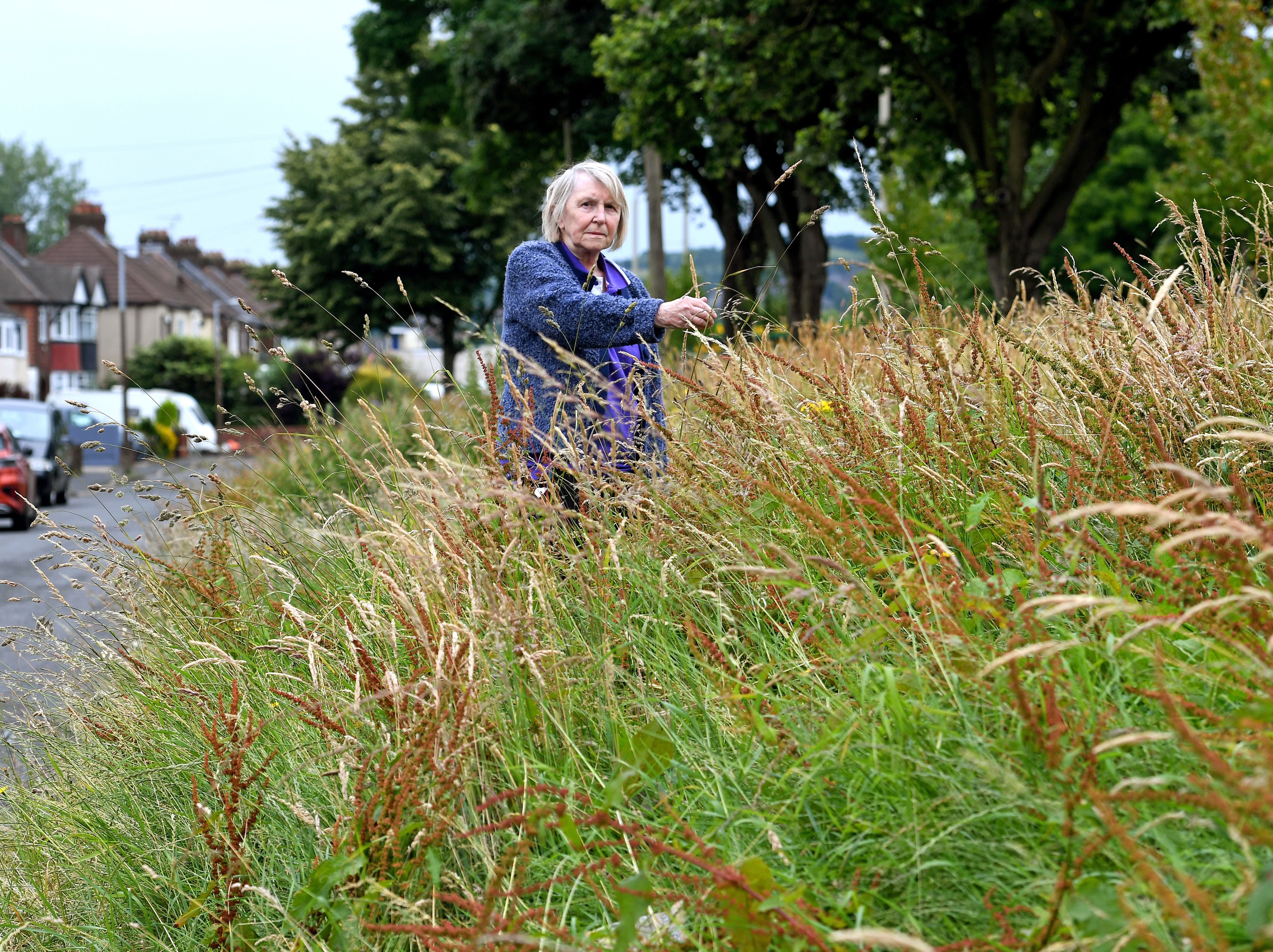 'It used to be beautifully maintained - now it's the forgotten land': Dismay at state of grass bank