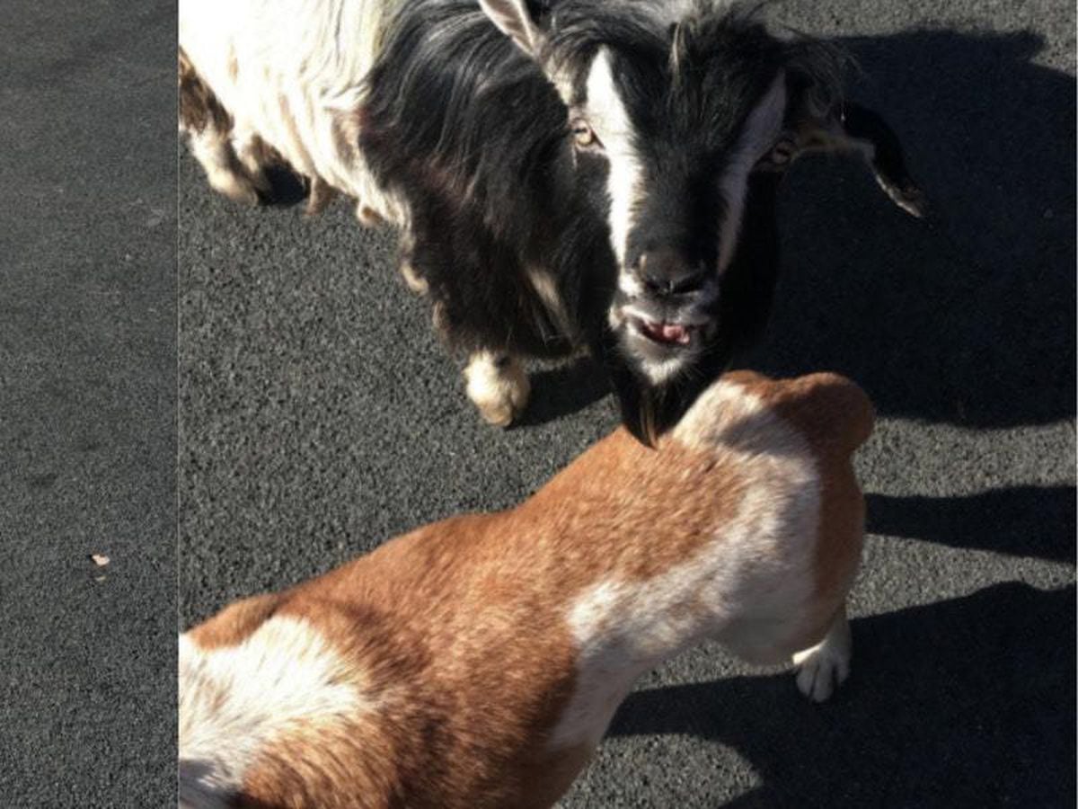 This goat and dog ran away from home together and went on an adventure