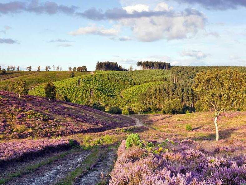 Cannock Chase Forest named among UK's 'most Instagrammed places'