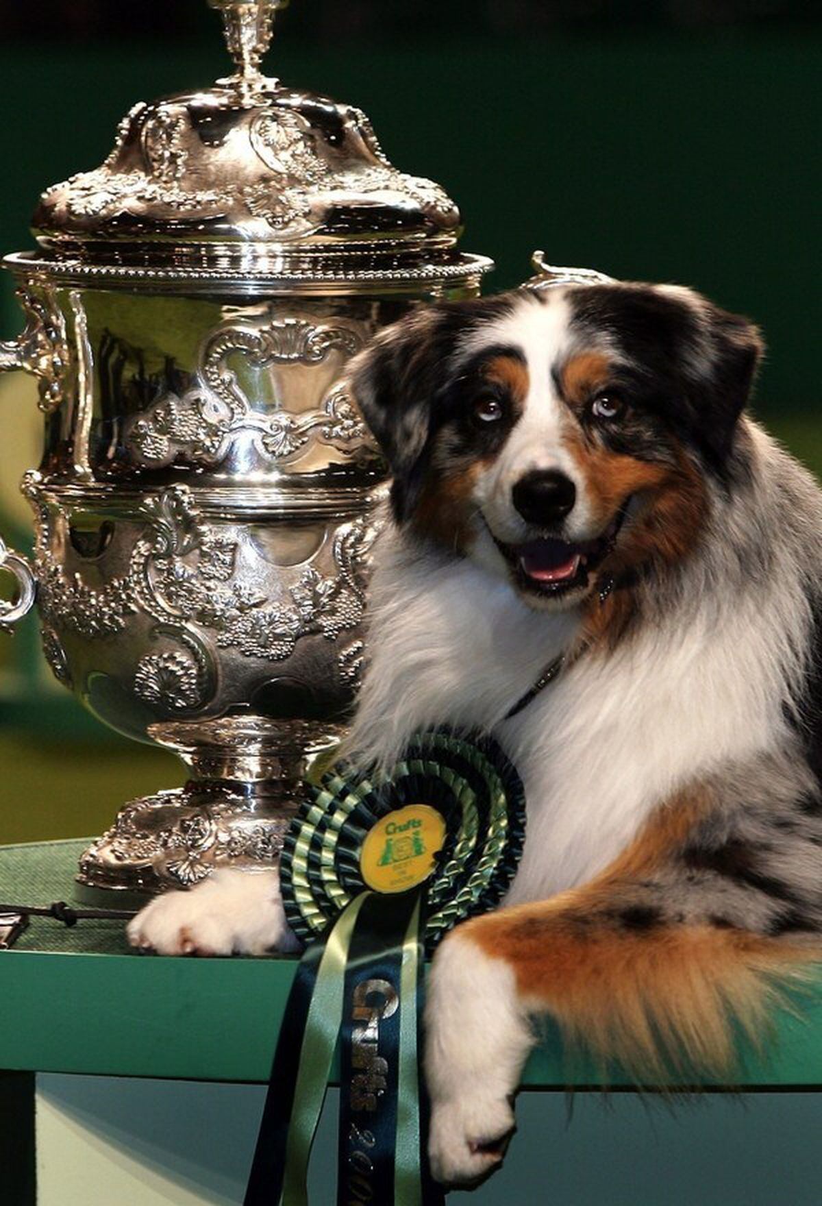 From puppy prizes to most popular breeds: We take a look at the Best in