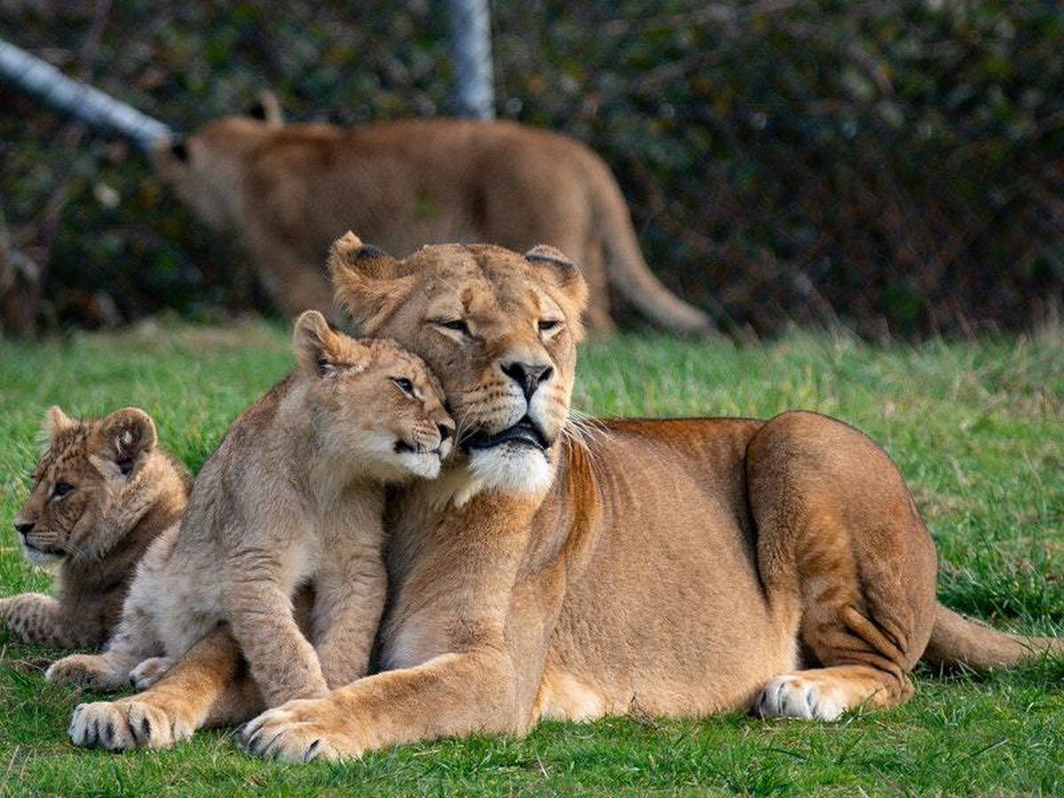 lions safari park kolkata west bengal