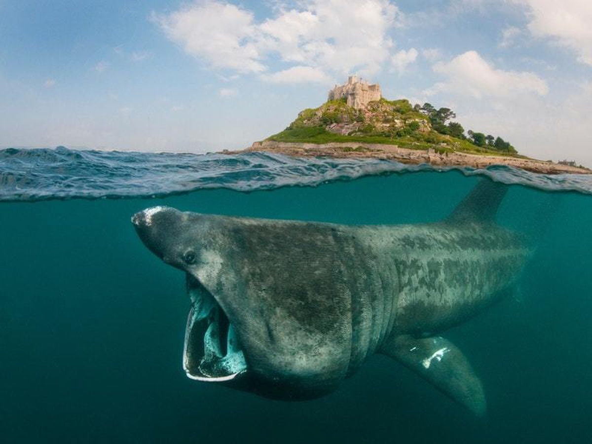 basking-sharks-have-family-feeding-frenzies-at-known-eating-spots