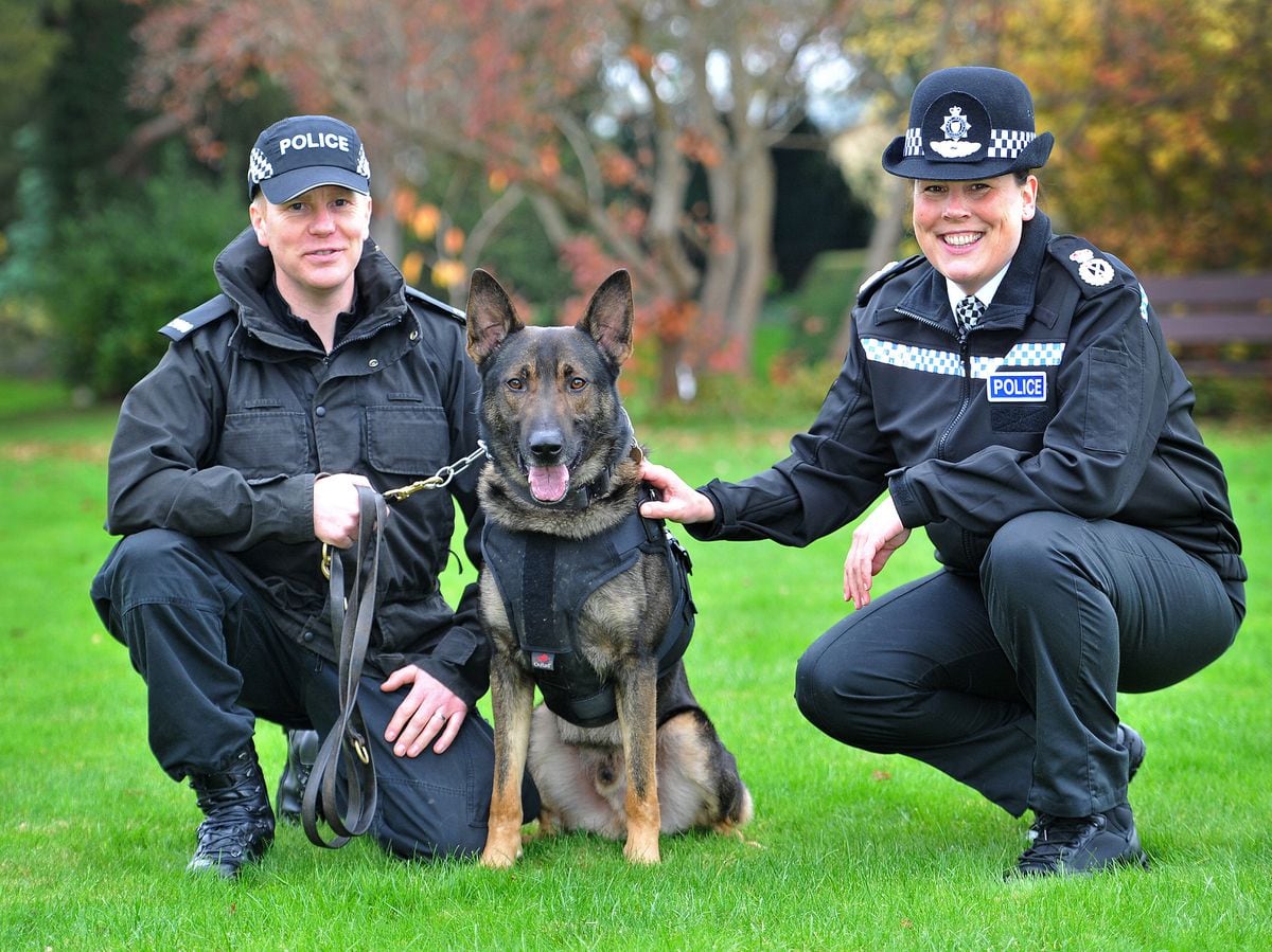 West Mercia Police issues protective stab vests to police dogs ...