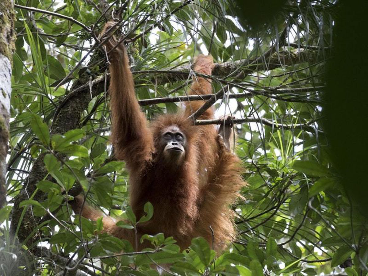 Chinese-backed dam risks orangutan habitat, scientists warn | Express ...