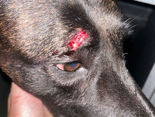 Appeal to witnesses after police dog left with nasty gash following violence