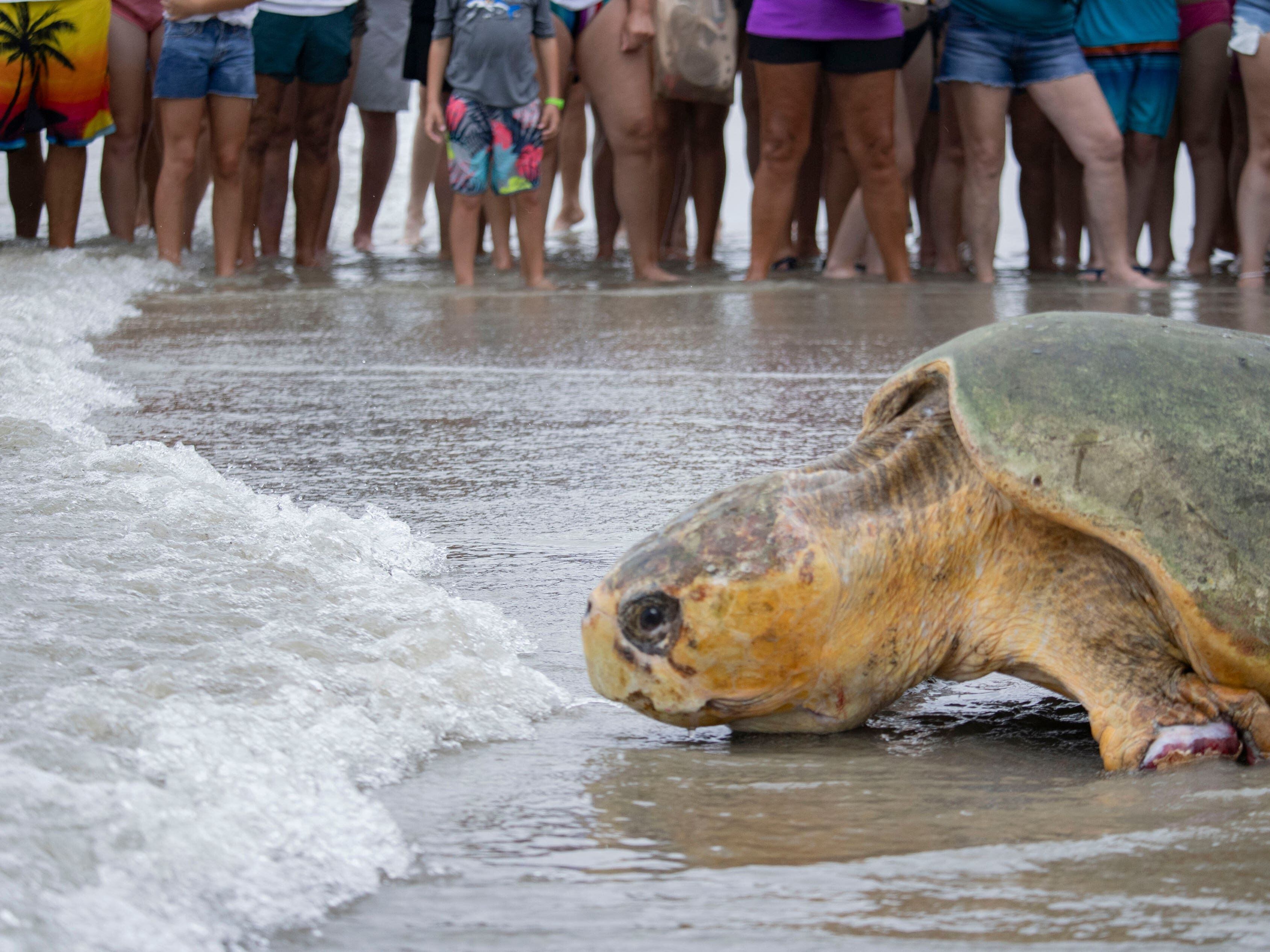 Loggerhead sea turtle returns to Atlantic Ocean after rehabilitation in Florida