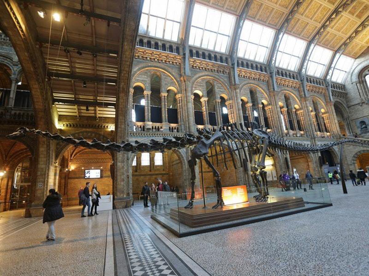 natural history museum dippy replacement