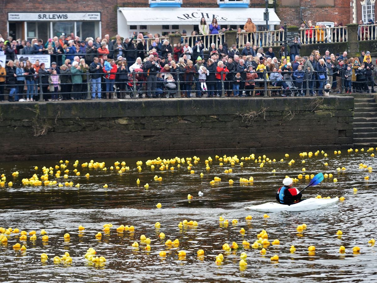 Quackers! Thousands turn out for Bewdley duck race with pictures