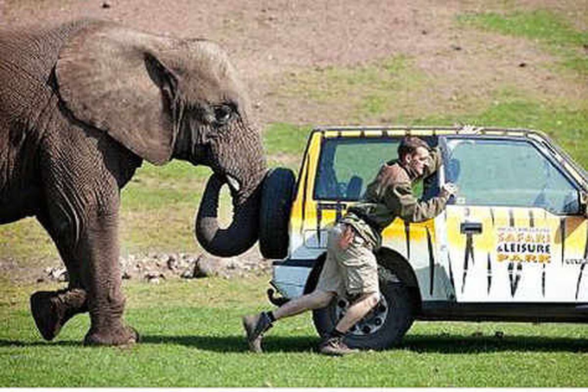 Слон и машина