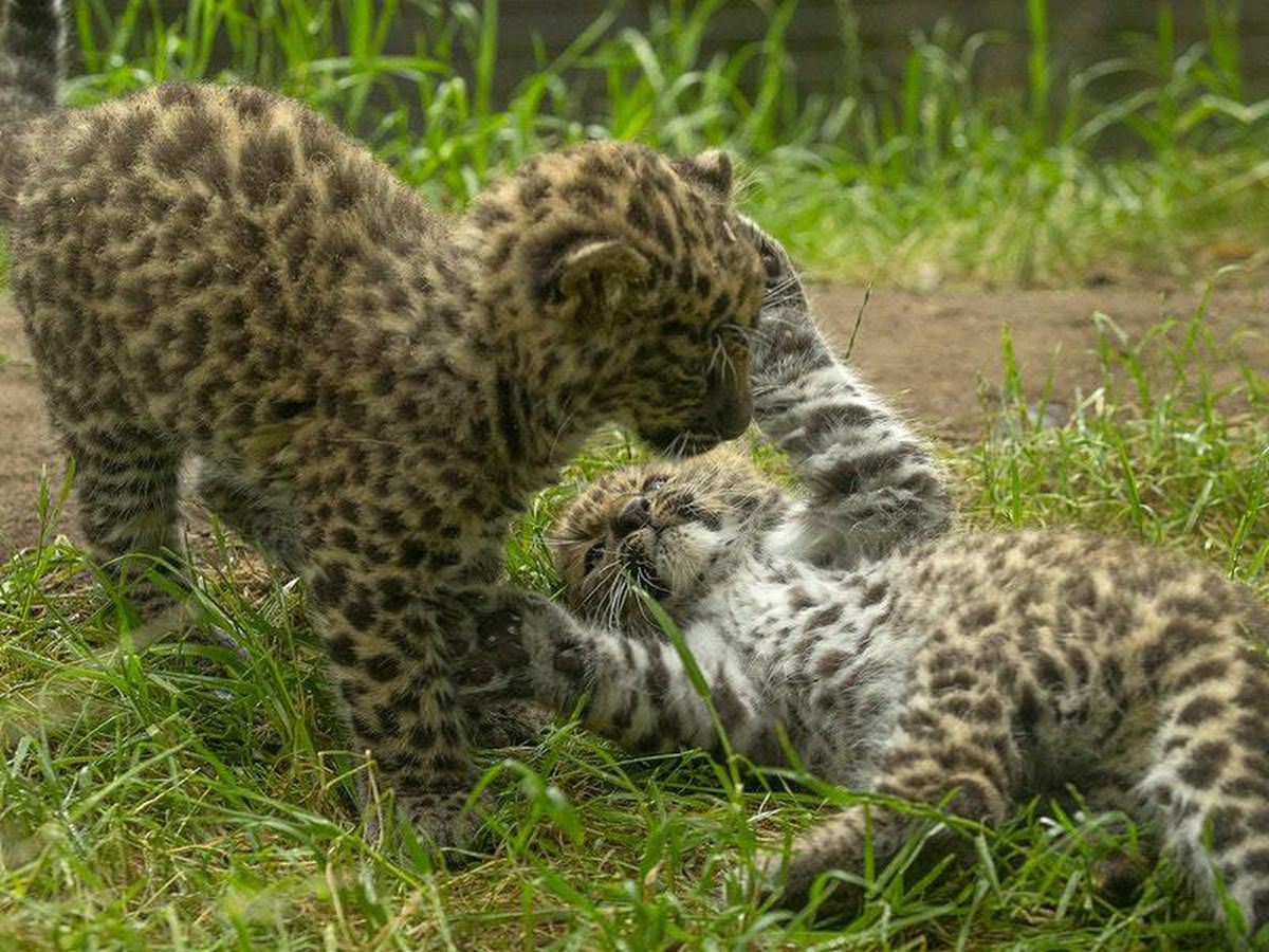 First ever Amur leopard cubs born at San Diego Zoo make their debut ...