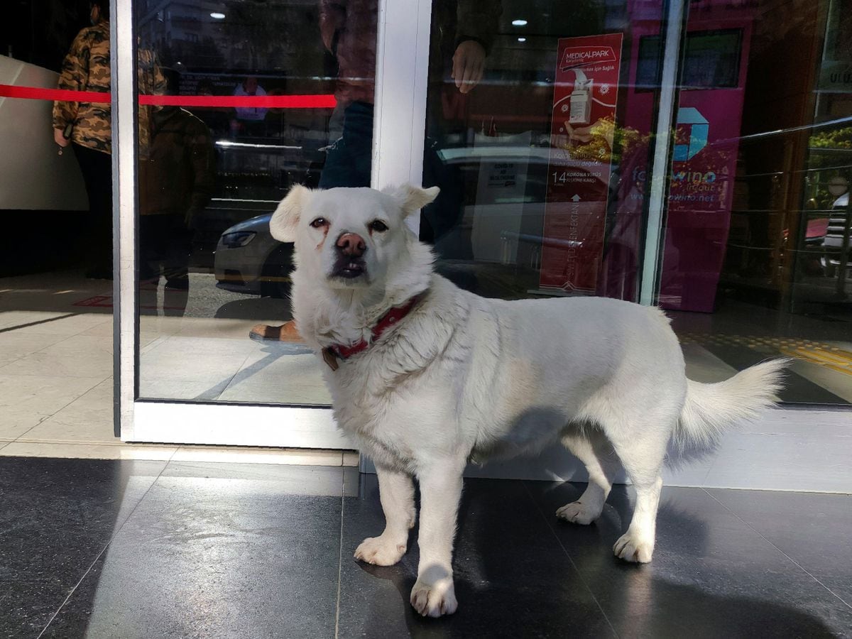 Devoted dog spends days outside Turkish hospital waiting ...