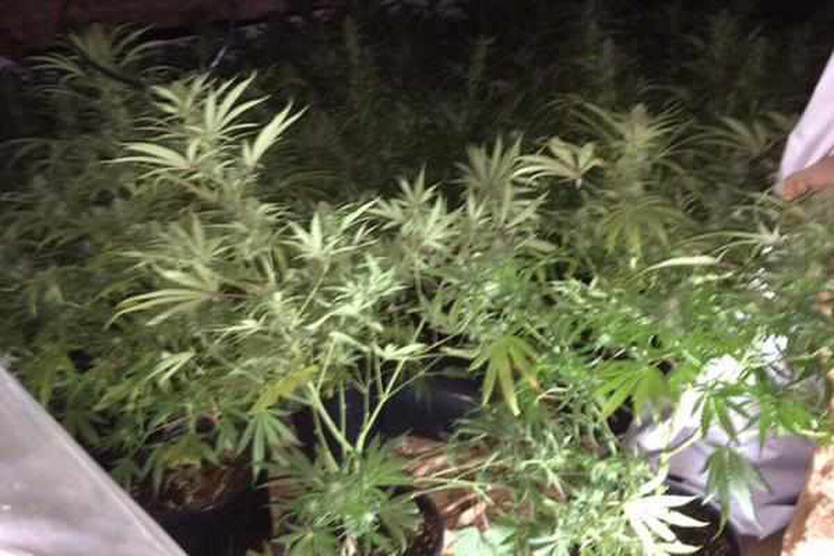 Neighbours catch drugs farmer as he flees Black Country cannabis farm ...