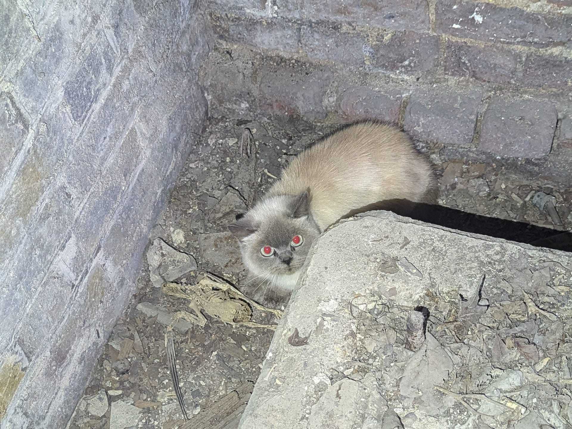 Cat trapped in St Paul’s Cathedral basement rescued by RSPCA