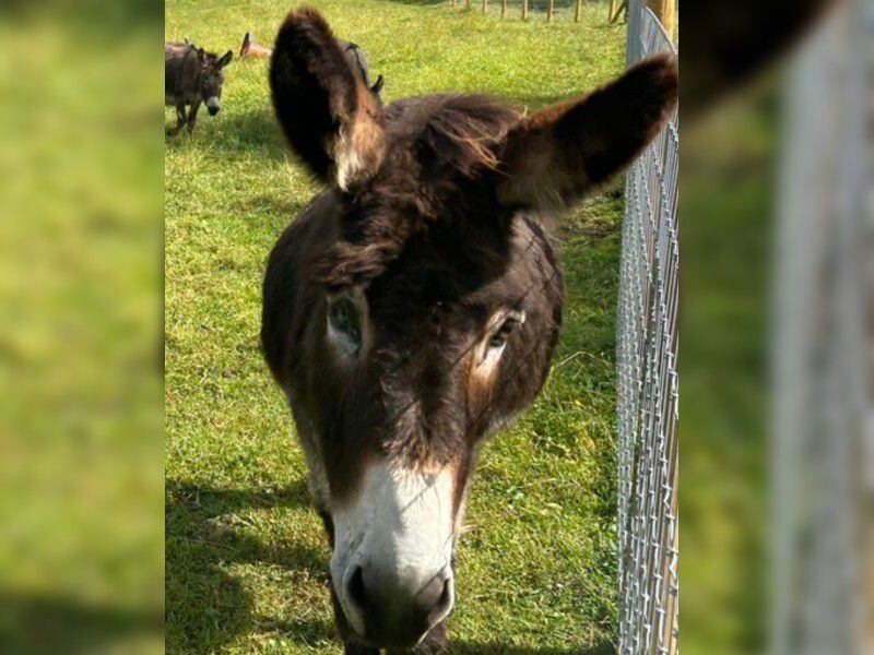 'One-eyed Jack' still going strong at Shropshire Donkey Rescue 15 years after rescue