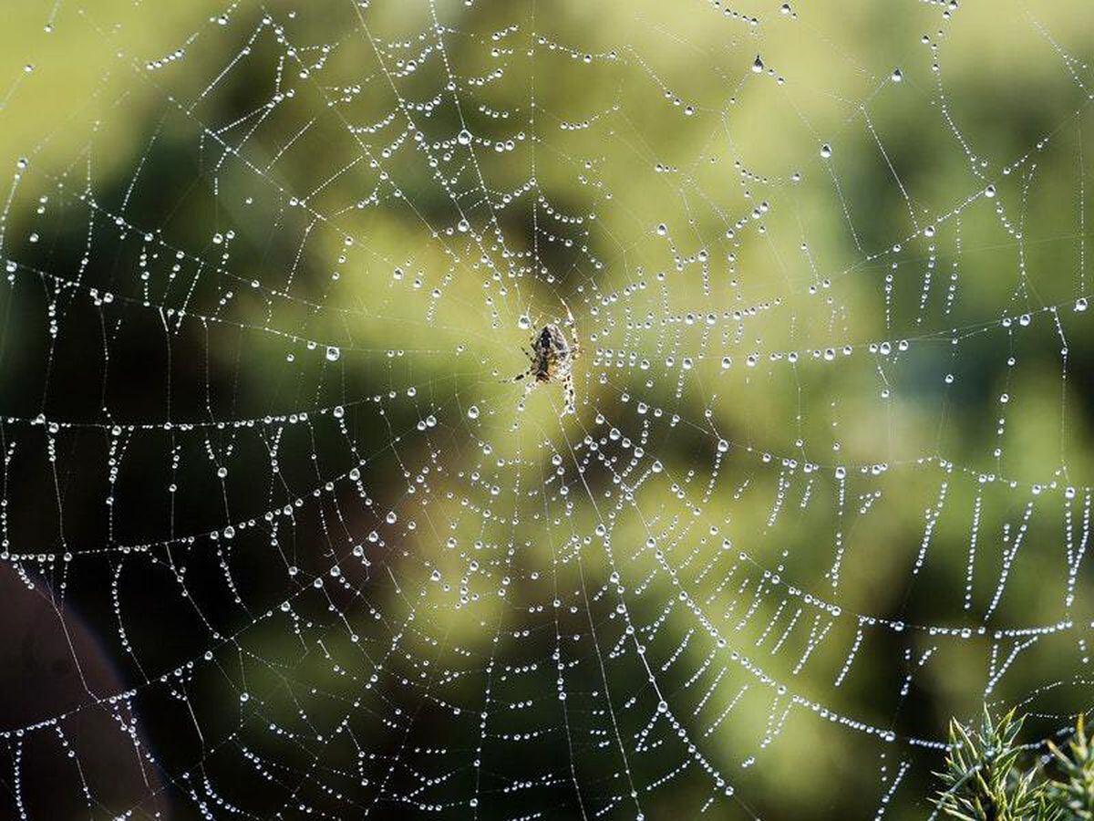 How To Remove Spiders Humanely As Autumn Brings Influx Of Arachnids Express And Star 3900
