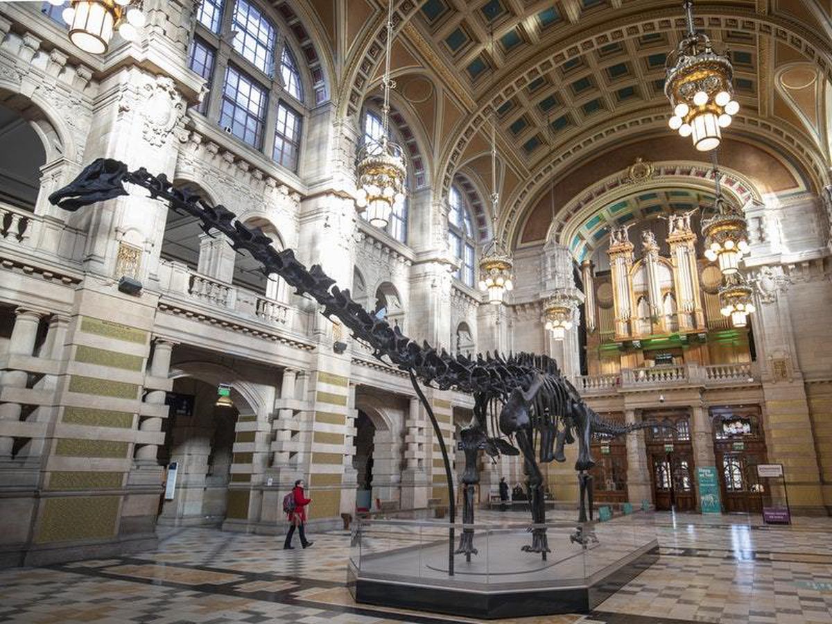 dippy the dinosaur tour