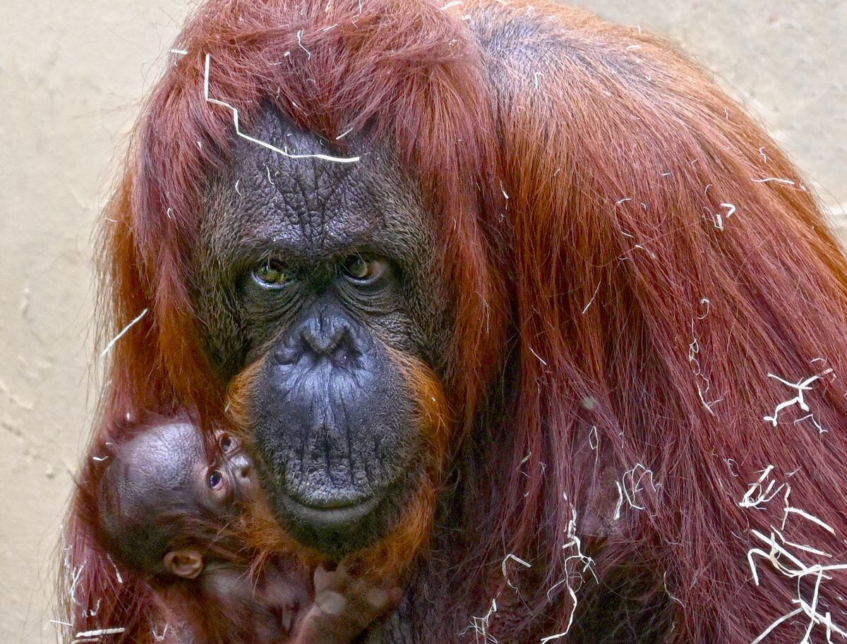 Dudley Zoo Staff Welcome Birth Of Endangered Bornean Orangutan ...