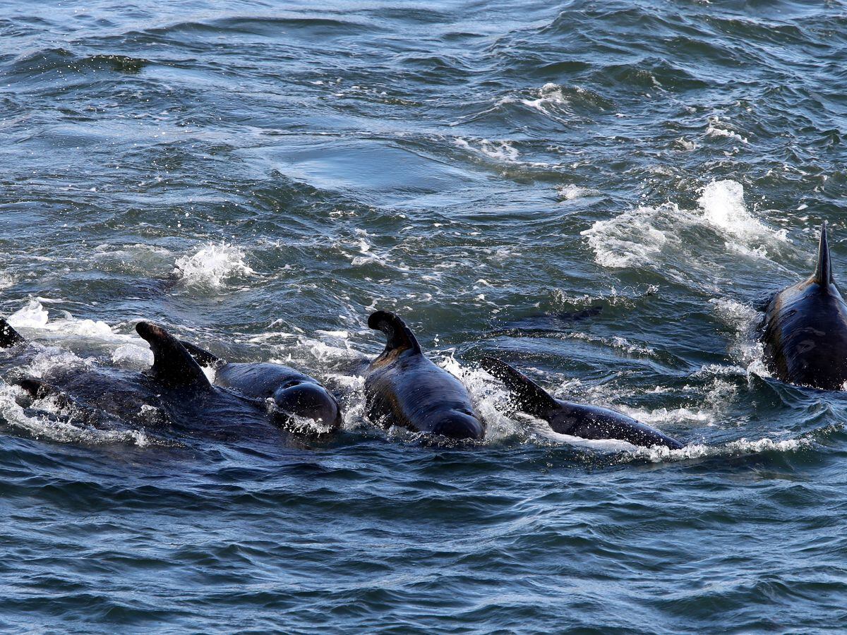 Rescuers tackling ‘mass stranding’ of pilot whales on Scottish beach ...