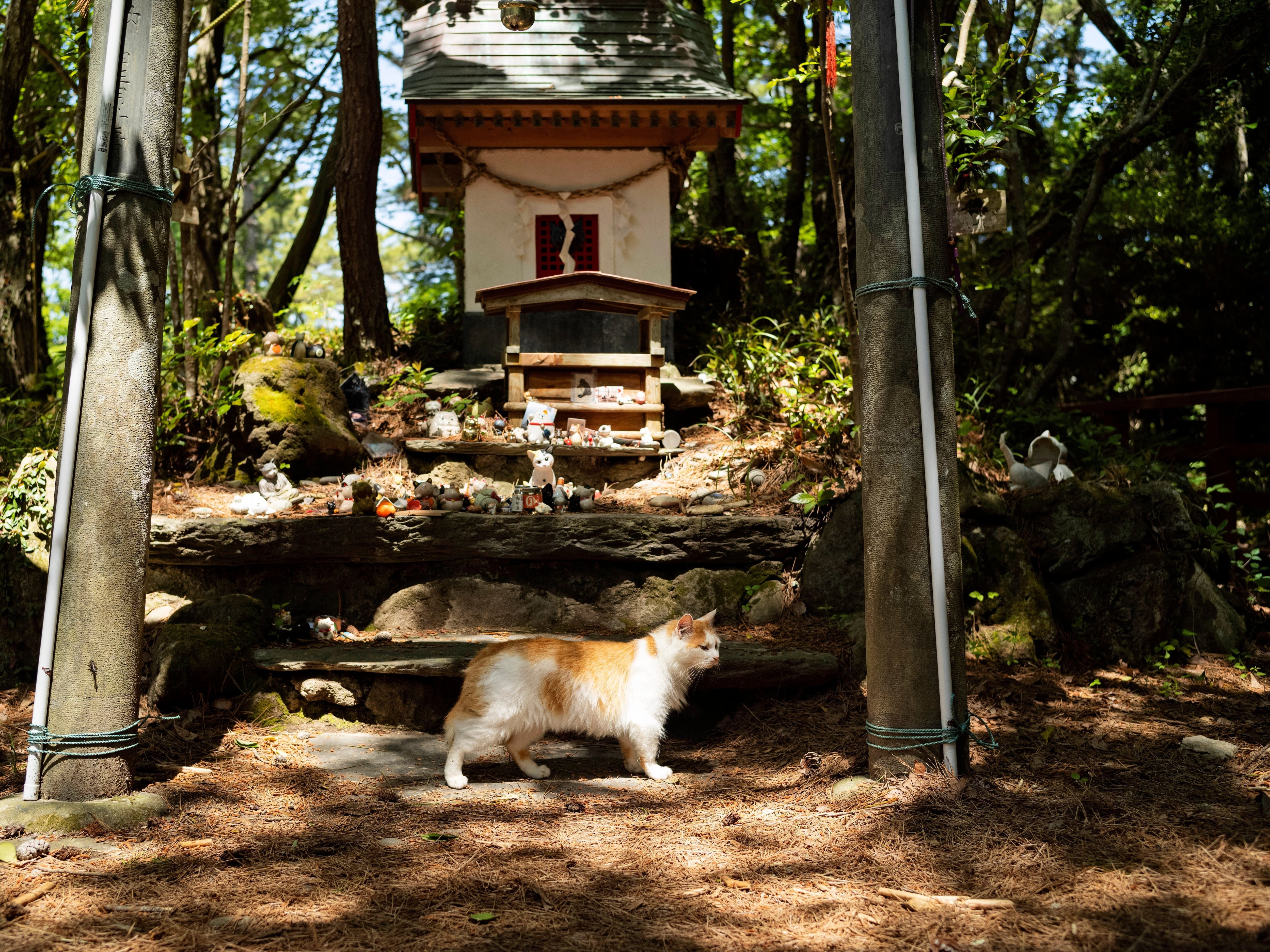 Shrine honours cats on Japanese island where felines outnumber humans