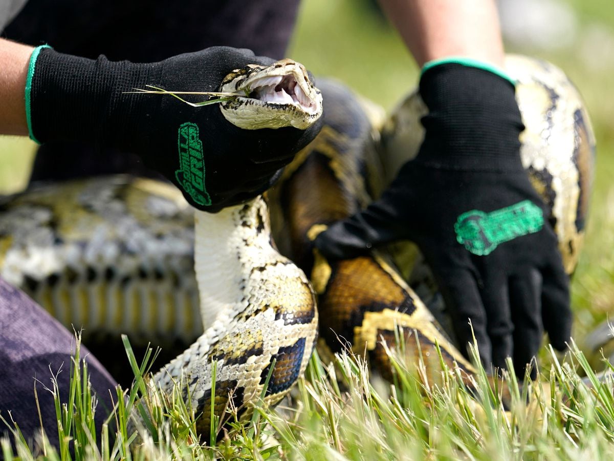 Burmese python