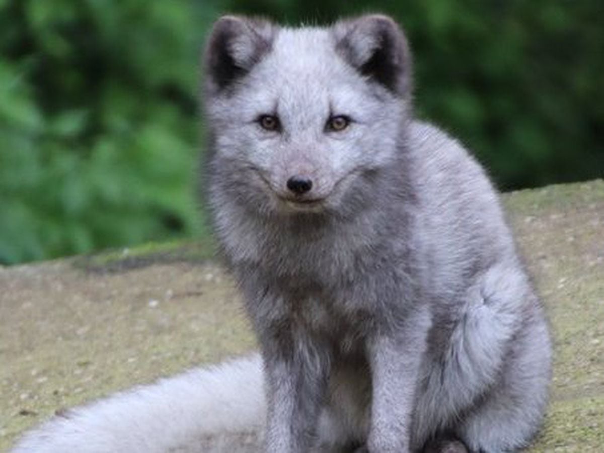 Meet Spruce – Dudley Zoo welcomes new Arctic fox | Express & Star