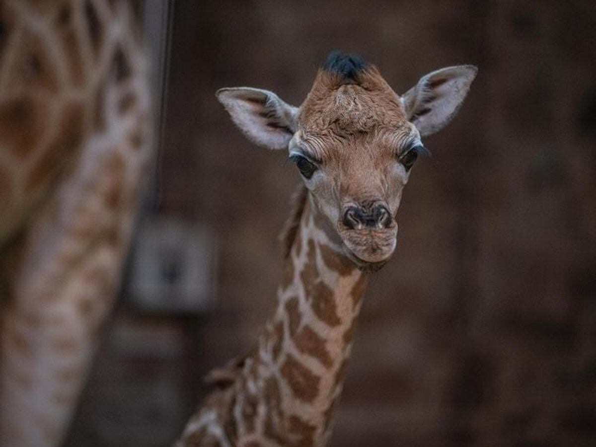 CCTV captures moment rare baby giraffe is born at Chester Zoo | Express