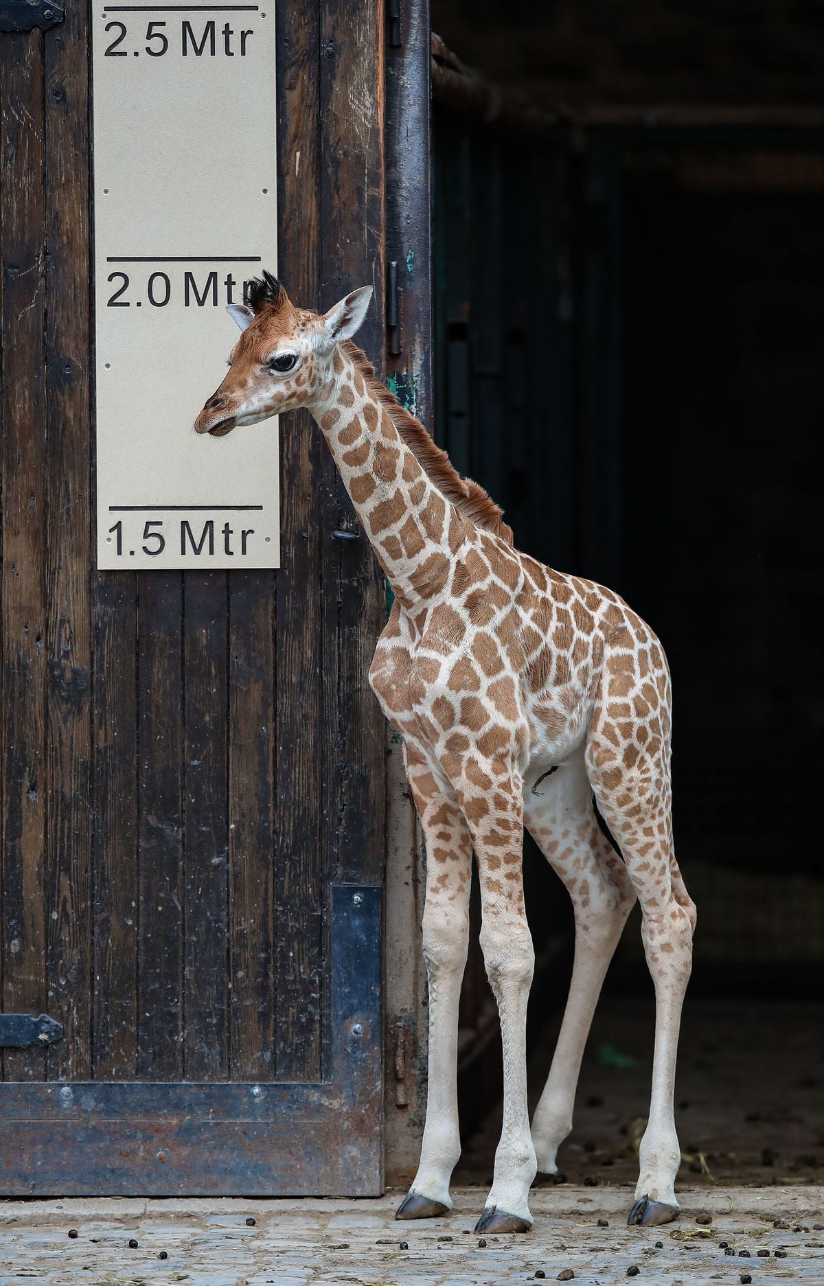 Download Chester Zoo baby giraffe takes first steps outside ...