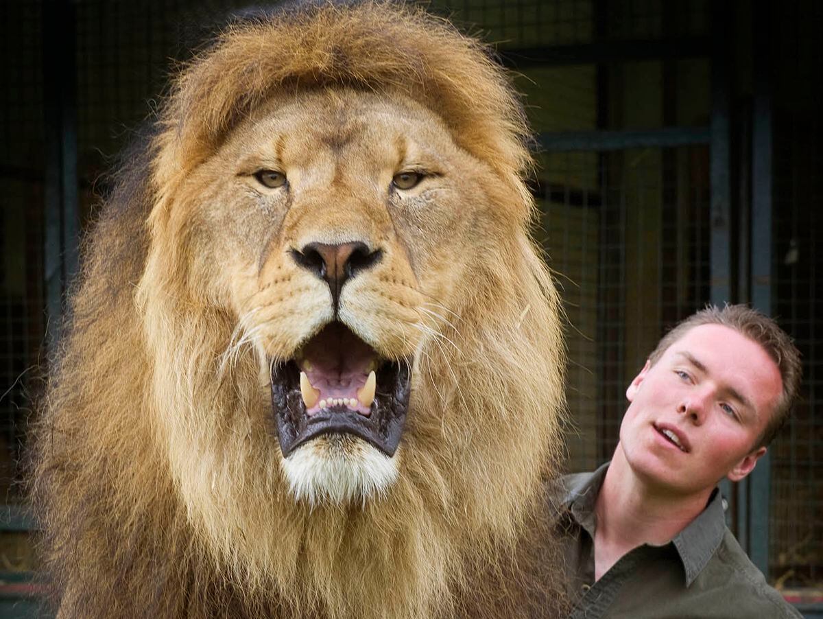 Lion tamer banned from using big cats - including three kept near ...