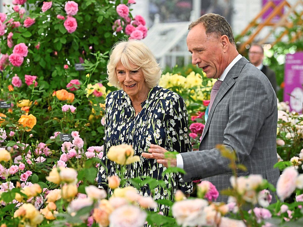 Shropshire's famous David Austin Roses scoops yet another Chelsea gold