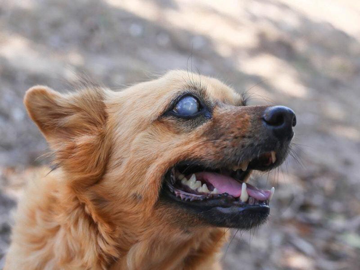 Dogs pupils are store huge