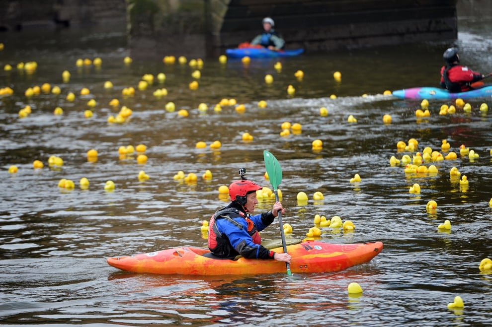 Quackers! Thousands turn out for Bewdley duck race with pictures