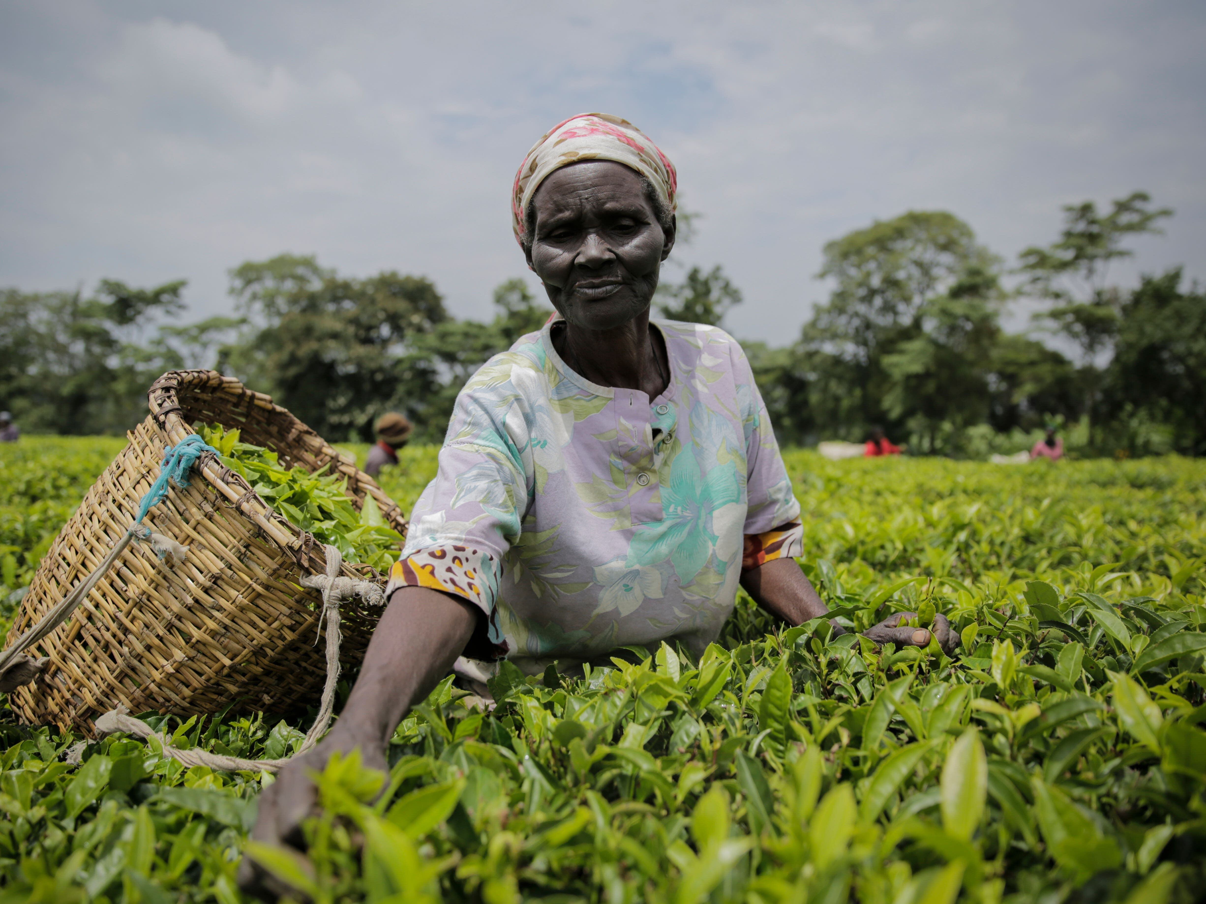 Kenya tea company suspends operations after protesters burn harvesting machines
