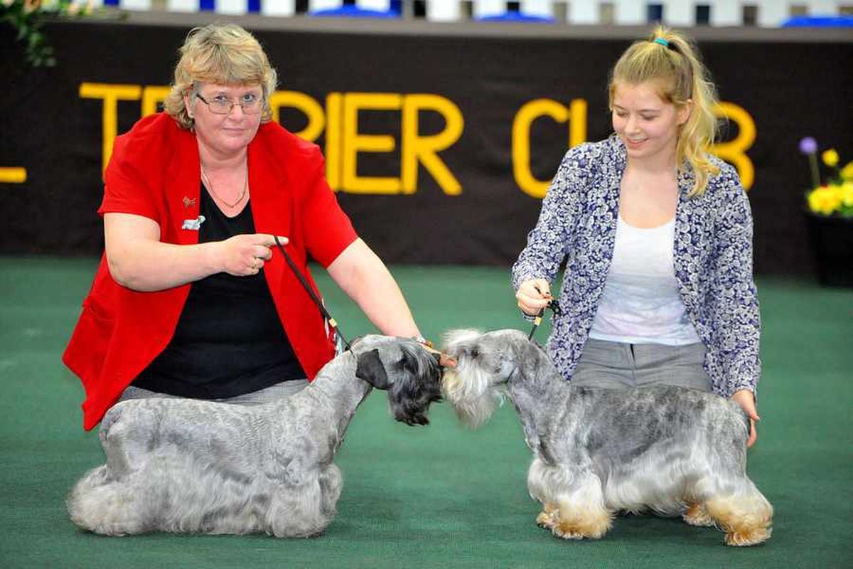 Dogs take centre stage at National Terrier Show in pictures and video