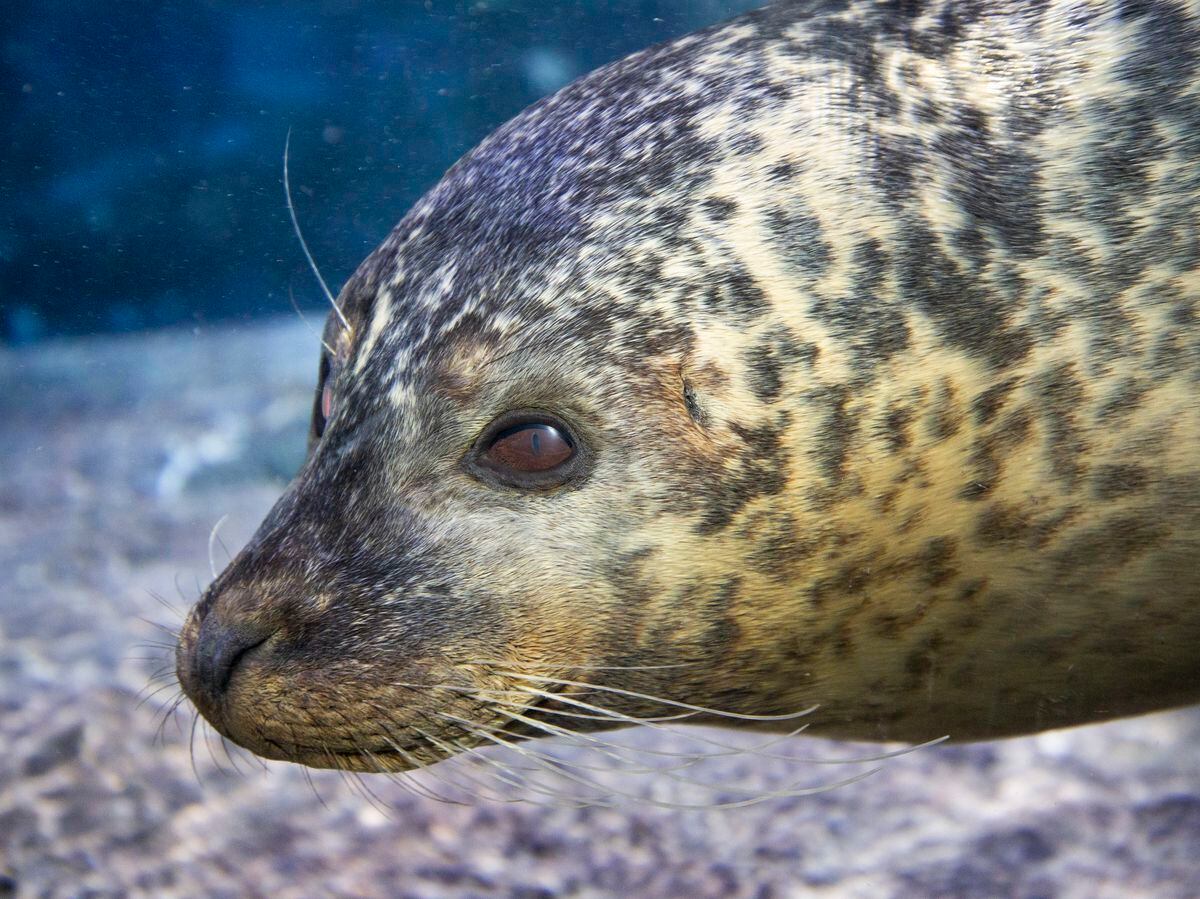 Seals arrive at Birmingham Sea Life Centre in new multi-million pound ...