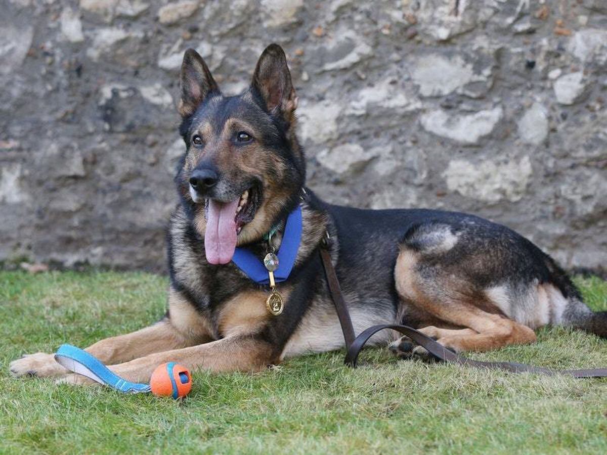 Finn’s Law named after hero police dog comes into force | Express & Star