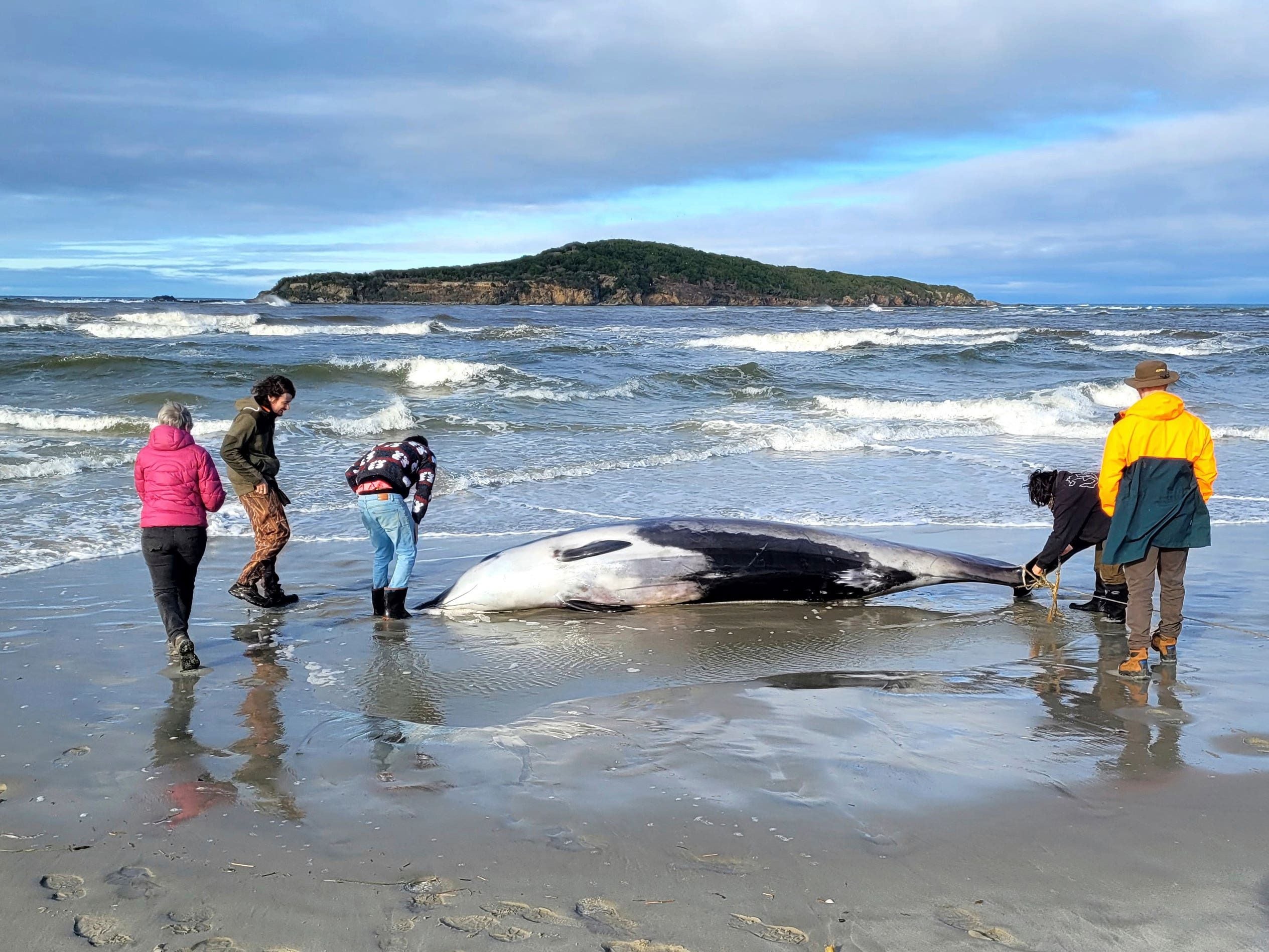 Rare whale found on beach could provide wealth of data for experts