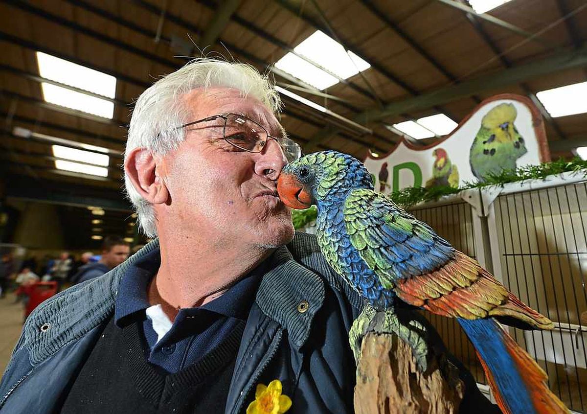 WATCH Tweet success for Staffordshire bird show Express & Star