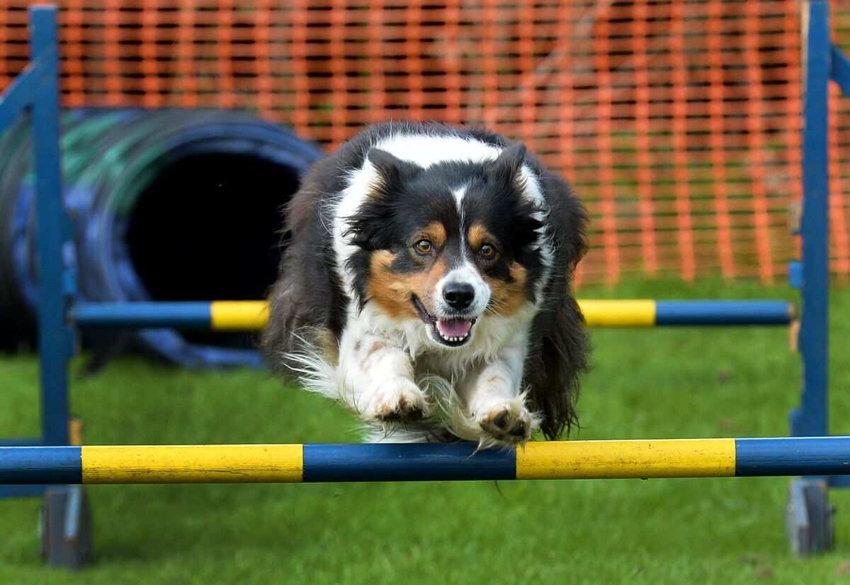 is there prize money in dog agility