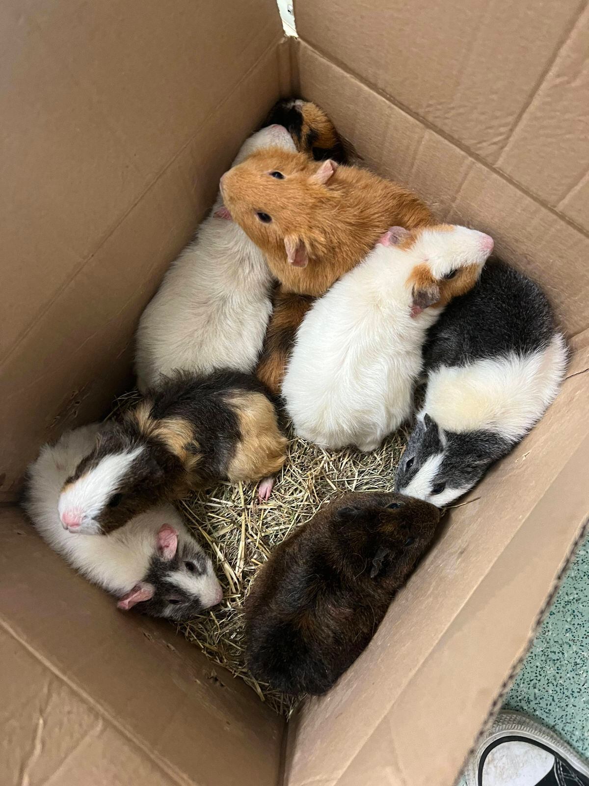 Rspca rescue best sale guinea pigs