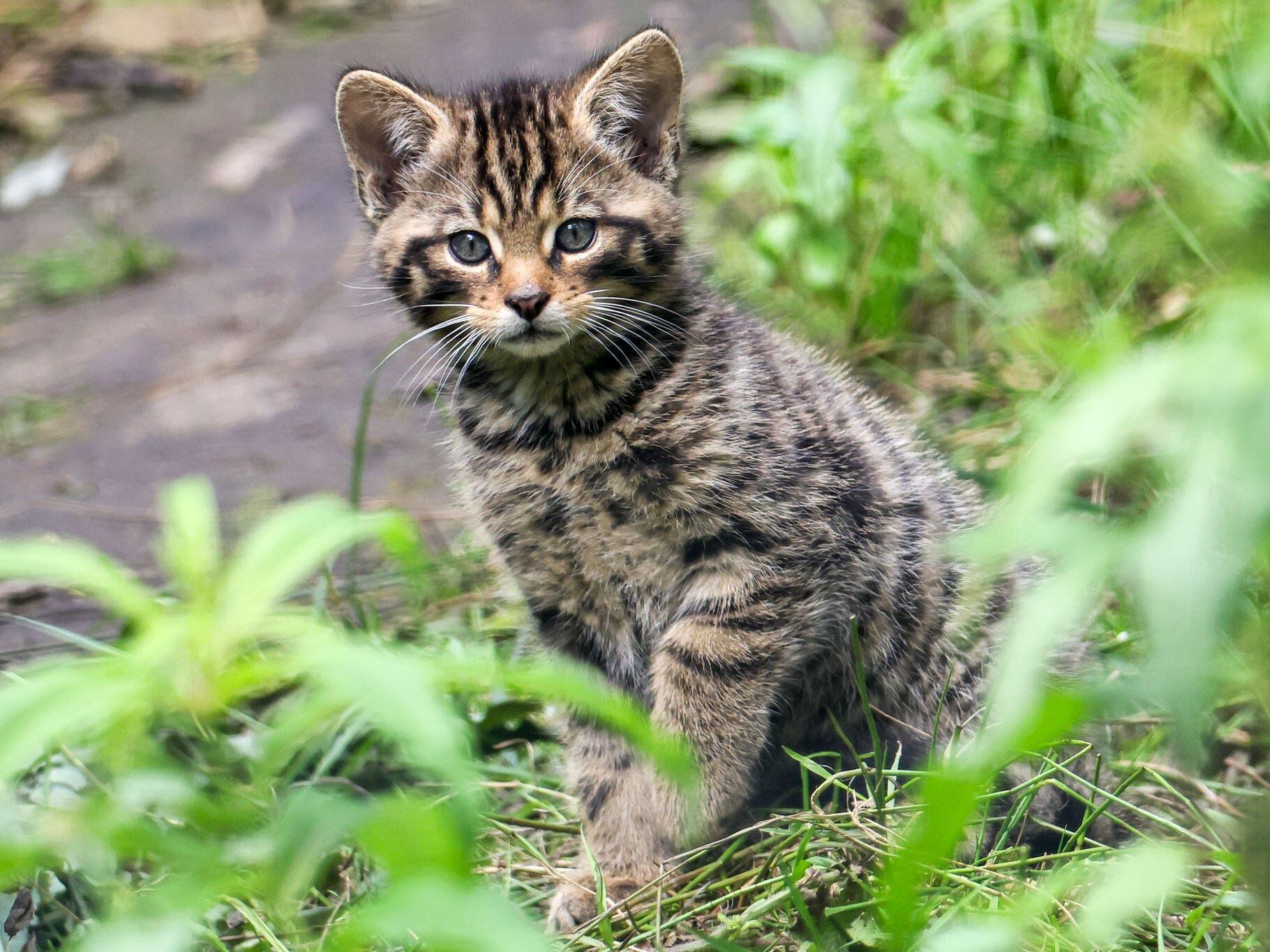 Birth of wildcat kittens in Kent wildlife park sparks hope for rarest UK mammal