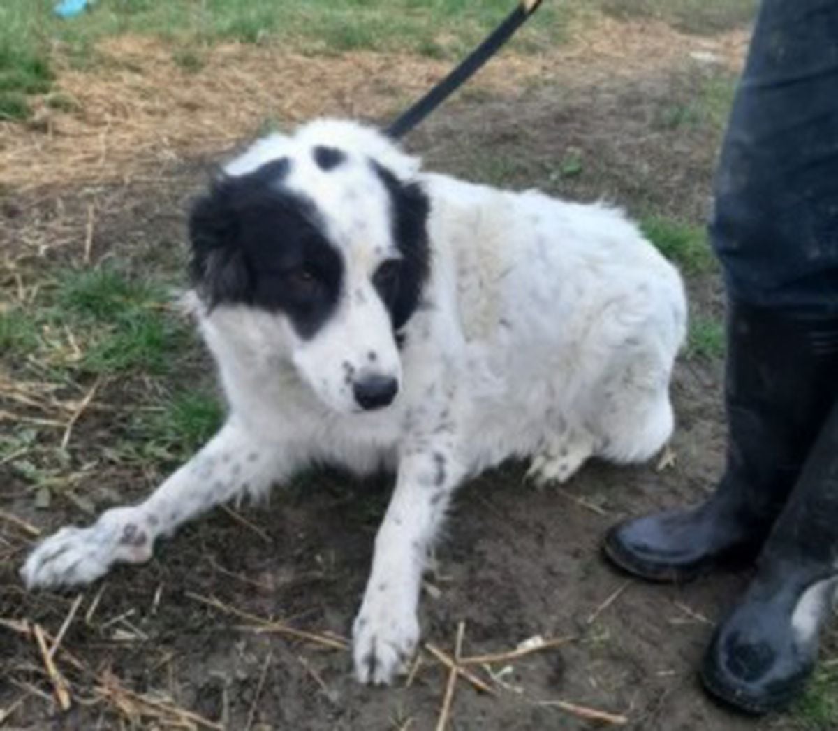 Appeal launched to find missing Black Country rescue dog | Express & Star