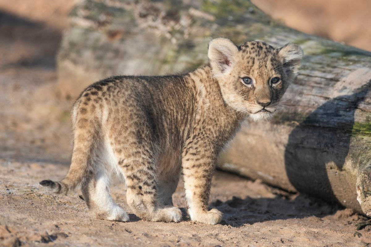 Two white Bengal tiger cubs that were born at the Park during the winter  made their first public appearance at West Midland Safari Park The two male  cubs nicknamed Mischief and Mayhem