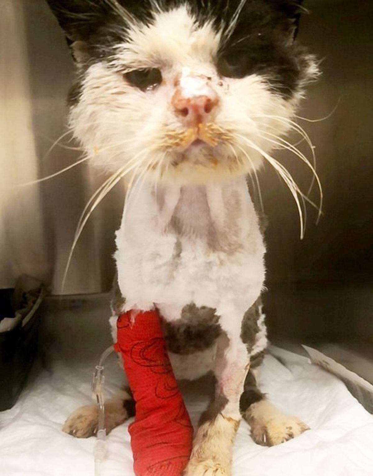 Appeal for sick stray cat Maximus hits £8,000 as foster ...