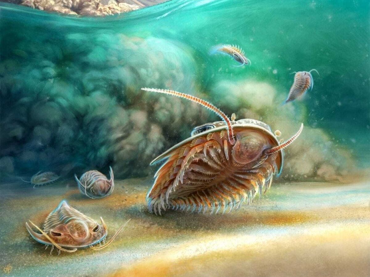 ‘Remarkably preserved’ 500-million-year-old sea creature discovered ...