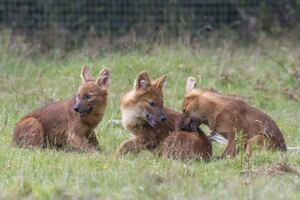 west midlands safari park mothers day