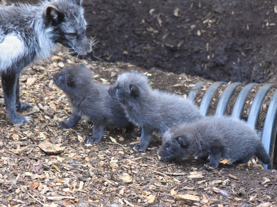 Arctic fox cubs born at Dudley Zoo just in time for half-term – and ...