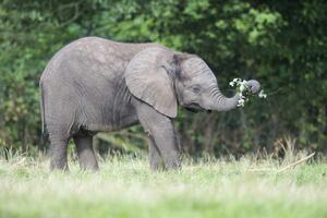 west midlands safari park mothers day