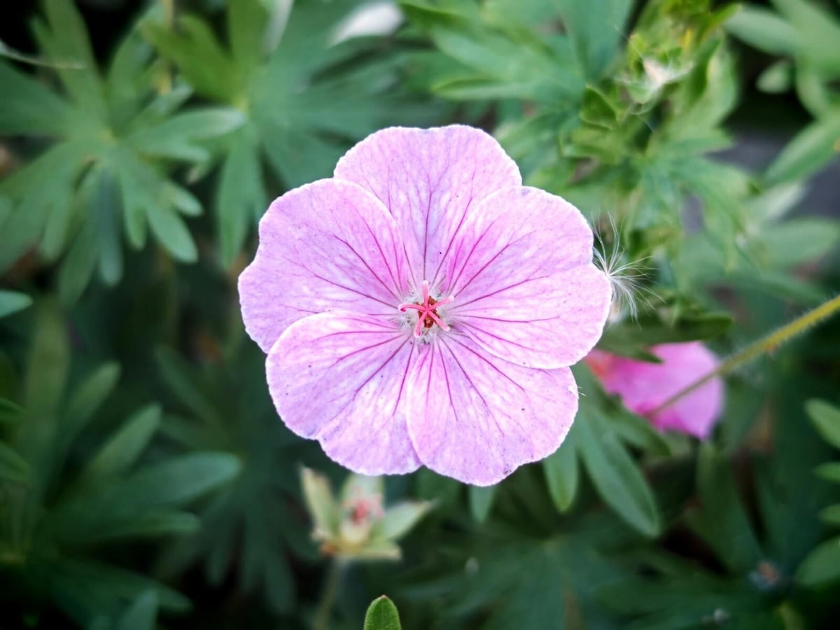 From soil to soul: How native plants enhance British gardens and