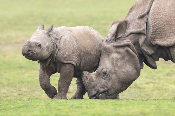 Rhino Calf Inesh Ready To Be West Midland Safari Park Star 